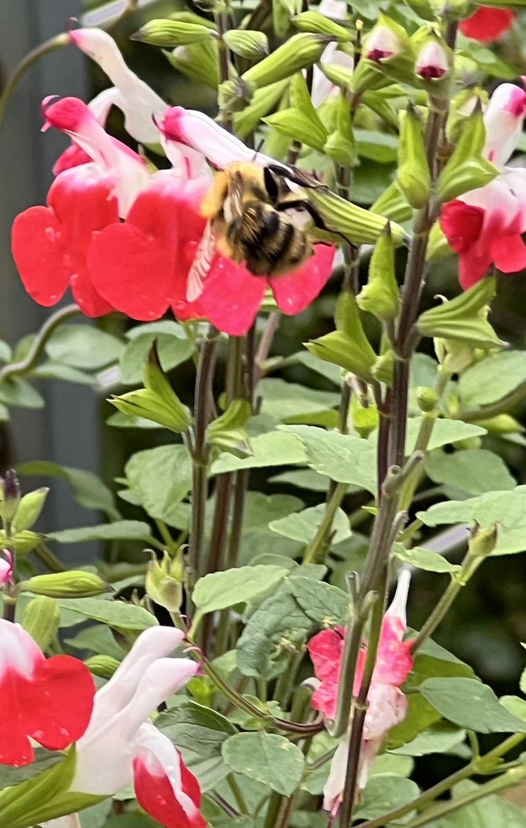 elenicclarke's tweet photo. For #MondayMotivation sharing bright pink Salvia ‘Hot Lips’.
#salviahotlips #bees #latesummercolour #garden https://t.co/UyHgsEs1ON