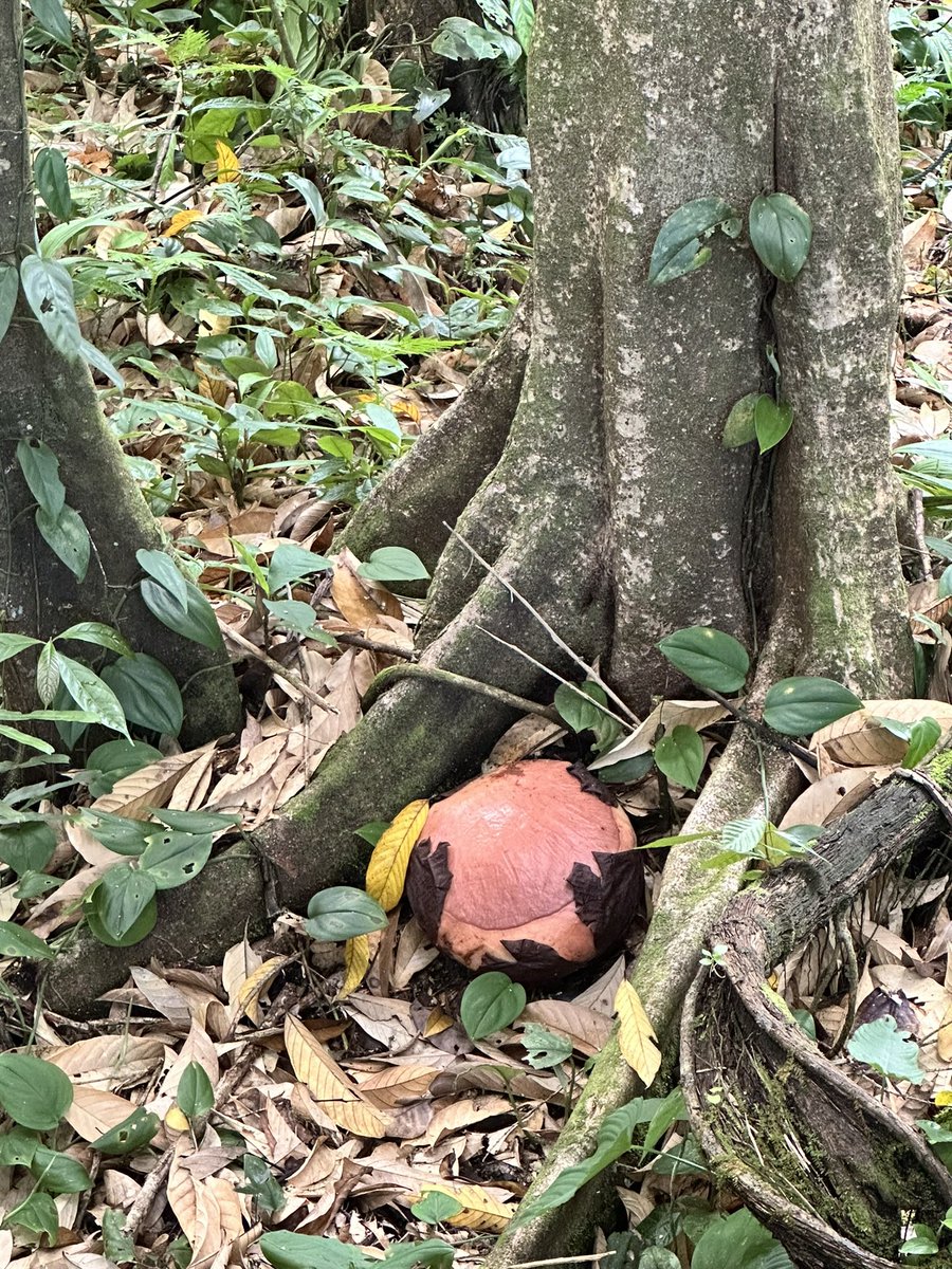 probably blooming next week 🥹#rafflesia