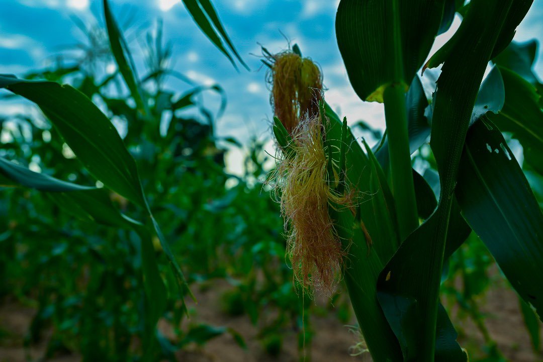 MFarmsGMB's tweet photo. 52 days old.
M Farms โ farming for business.
#MFarms #Farming4Business #SDG2 https://t.co/Ekbo2OhNiD