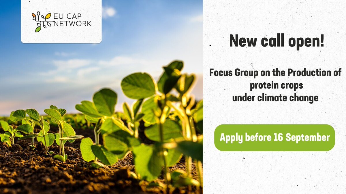 eucapnetwork's tweet photo. ❗️ Final week to apply for the #EUCAPNetwork Focus Group on production of #ProteinCrops under climate change

👉 Deadline to apply: 16 September 2024; 23:59 CET

🔗 https://t.co/keF7gunda3 https://t.co/bLimbUiZb5