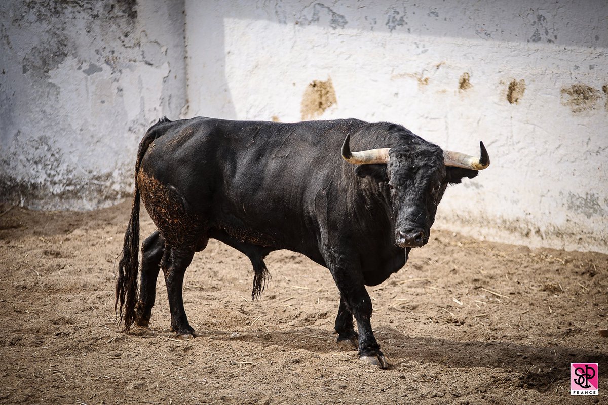 ArenesNimes_SCP's tweet photo. LES TOROS DE LA FERIA SONT LÀ !

A quelques jours de l’ouverture de la Feria des Vendanges, les toros et novillos ont été présentés aux élus et à la presse ainsi qu’aux membres de la commission taurine. 

 #feria #culture #Nîmes #arenesdenimes #nimes #gard #feriadenimes #toros https://t.co/C6ALrXhrTJ