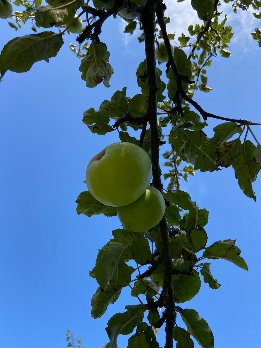 🍎Another wonderful Falling Fruit event. Our amazing team - Celeste, Eugene, Geraldine x2, Josephine, Marta, Mary, Sue, Theresa - did great work picking 32 crates of apples! #HappyOutDonnybrook provided some treats. Apples go to FoodCloud. Huge thanks to all 🍎💚🍎