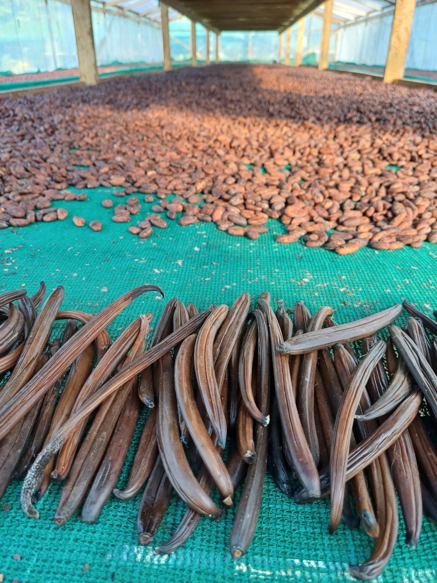OroCraftChoc's tweet photo. Vanilla and Cocoa Beans

#vanilla #cocoabeans #pngvanilla #pngcocoa #orococoa #pngmade #sundriedcocoa #oroprovince #papuanewguinea #pacific https://t.co/2WQNe8PTGo