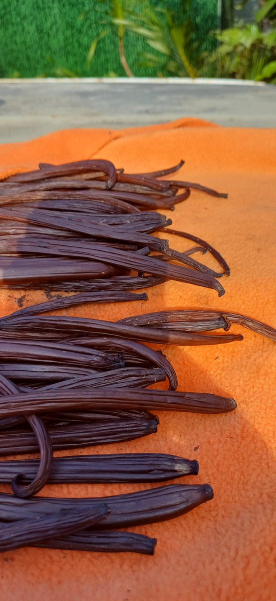 OroCraftChoc's tweet photo. Vanilla and Cocoa Beans

#vanilla #cocoabeans #pngvanilla #pngcocoa #orococoa #pngmade #sundriedcocoa #oroprovince #papuanewguinea #pacific https://t.co/2WQNe8PTGo