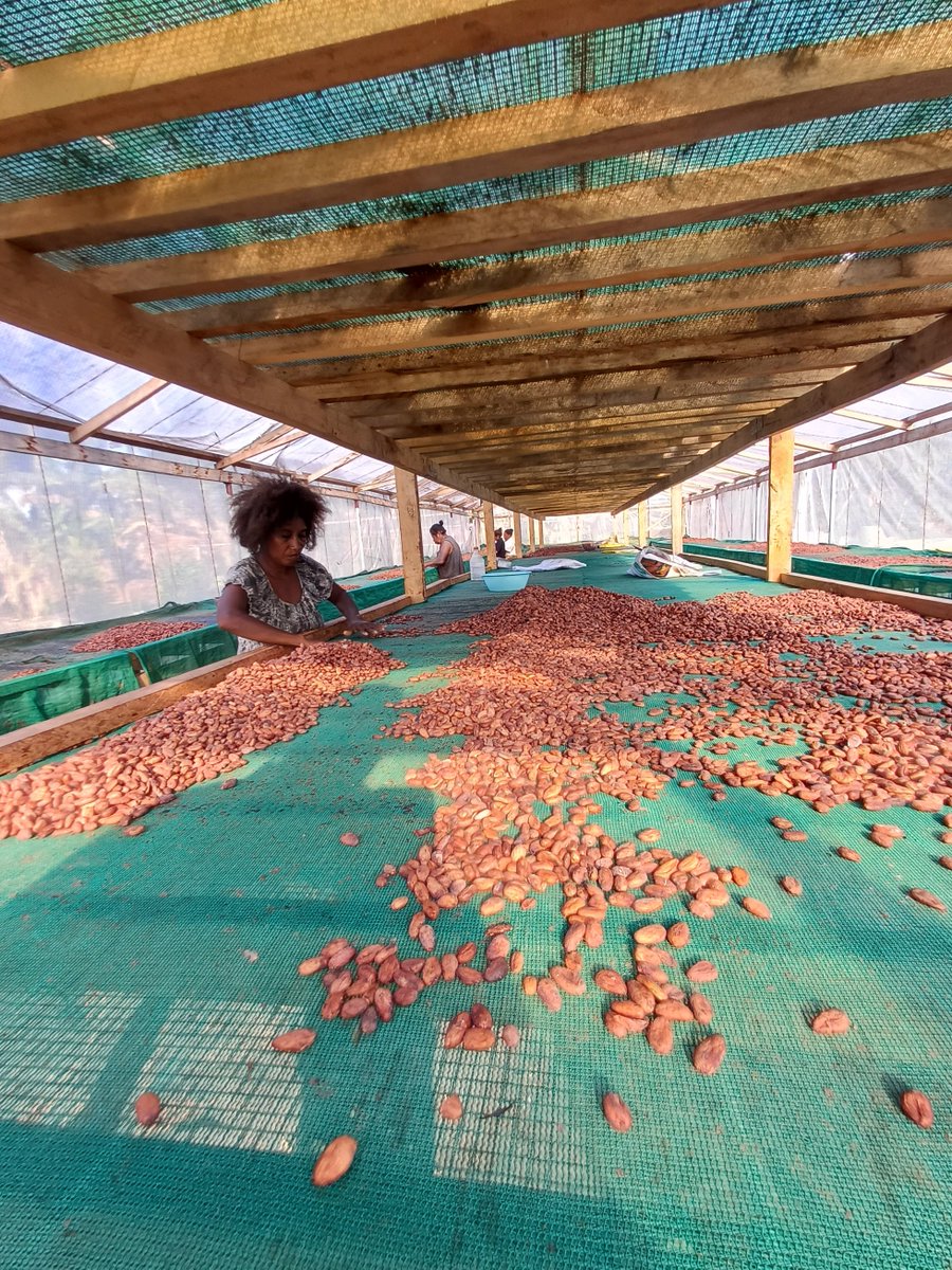 OroCraftChoc's tweet photo. Workers grading cocoa beans in solar dryer

#cocoa #chocolate #cocoabeans #orochocolate #oroprovince #papuanewguinea #Pacific #sundried #cocoadrying #solardrying #tunneldryer #tropical #womeninagriculture #pngmade https://t.co/H2KwJCGJSY