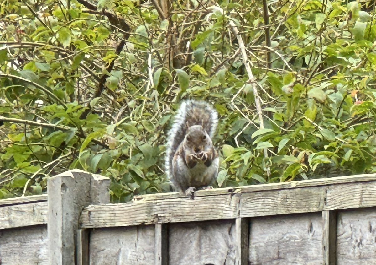 Every day this squirrel sits on the fence looking into my office eating peanuts not sure if it’s taunting me or if it feels sorry for me sitting at a desk