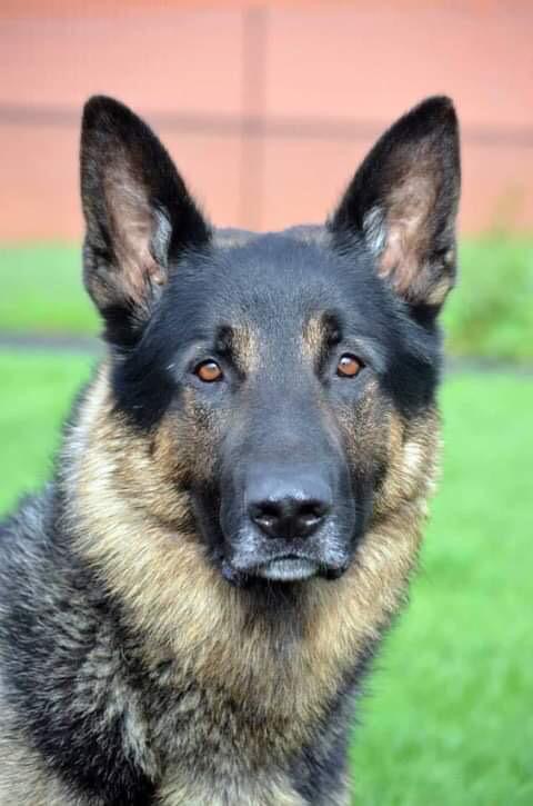 GMP Tactical Dog Unit tweet media