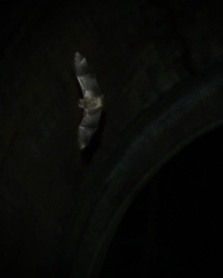 2時間ぐらい撮影しながらたまたま2匹コウモリ俺の上に飛んできた。洞窟がすごく暗くて、1枚写真撮るのに40秒以上かかってたから、1匹写ったってことはマジで奇跡なんだw コウモリさんが俺の音楽気に入ってくれたのかな🦇🩸