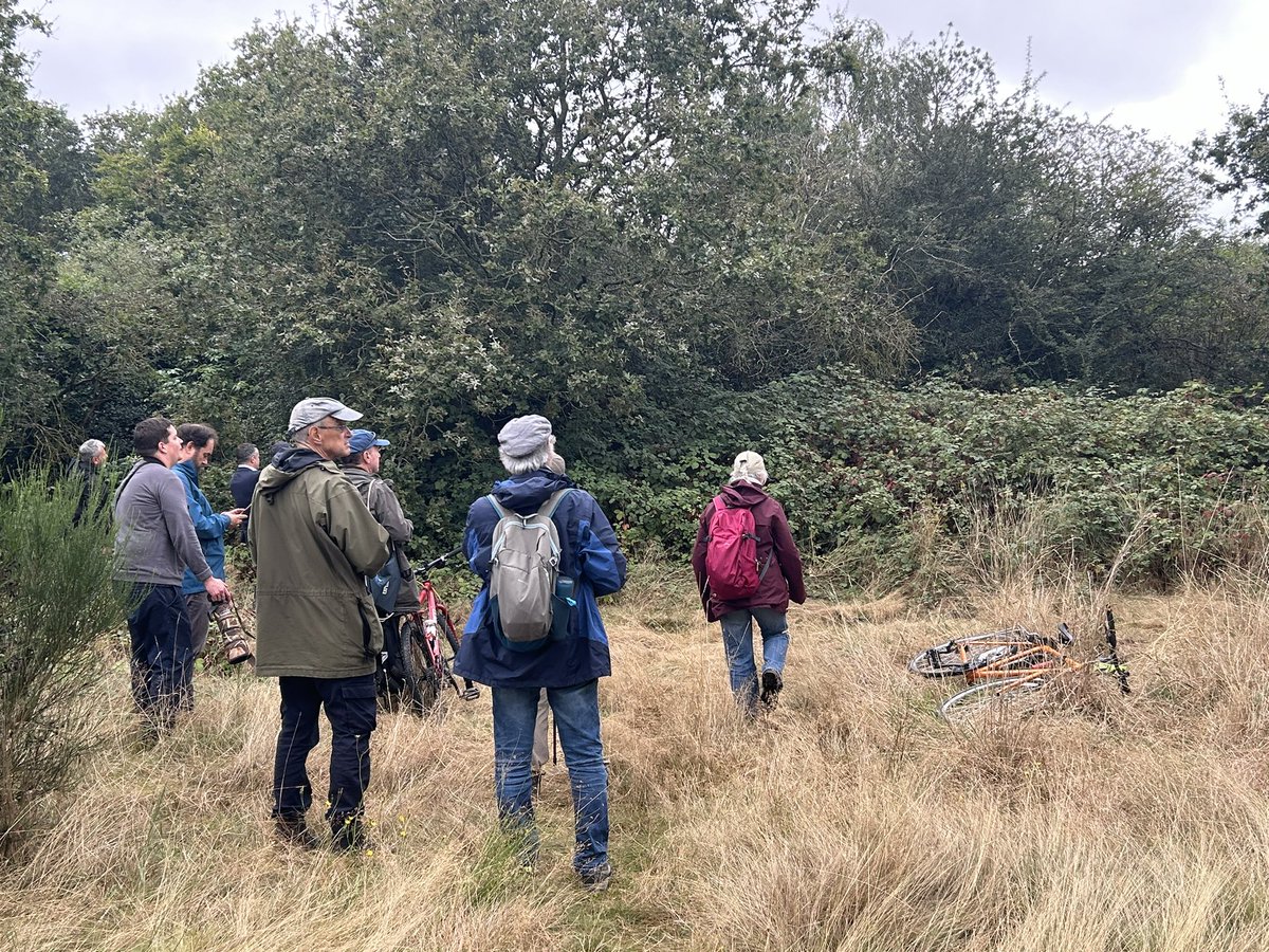 TomBell08374571's tweet photo. Many thanks to @asmself who reported a Nightjar on Wanstead Flats today i quickly dashed over there and there it was just sitting there on a branch for good 15 minutes or so until a poxy squirrel came along then nightjar put its wings up to make himself look big then he flew away https://t.co/6ZnGTaE1bc