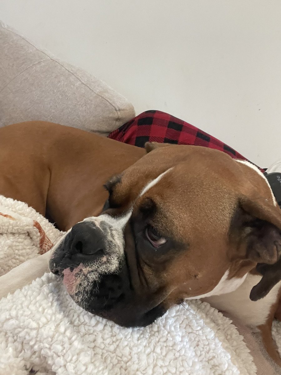 SavSamSunflower's tweet photo. My 3 coworkers today. One aint like the others. And not because she isn’t a boxer. #CrazyDaisy https://t.co/6bYO5EBLCA