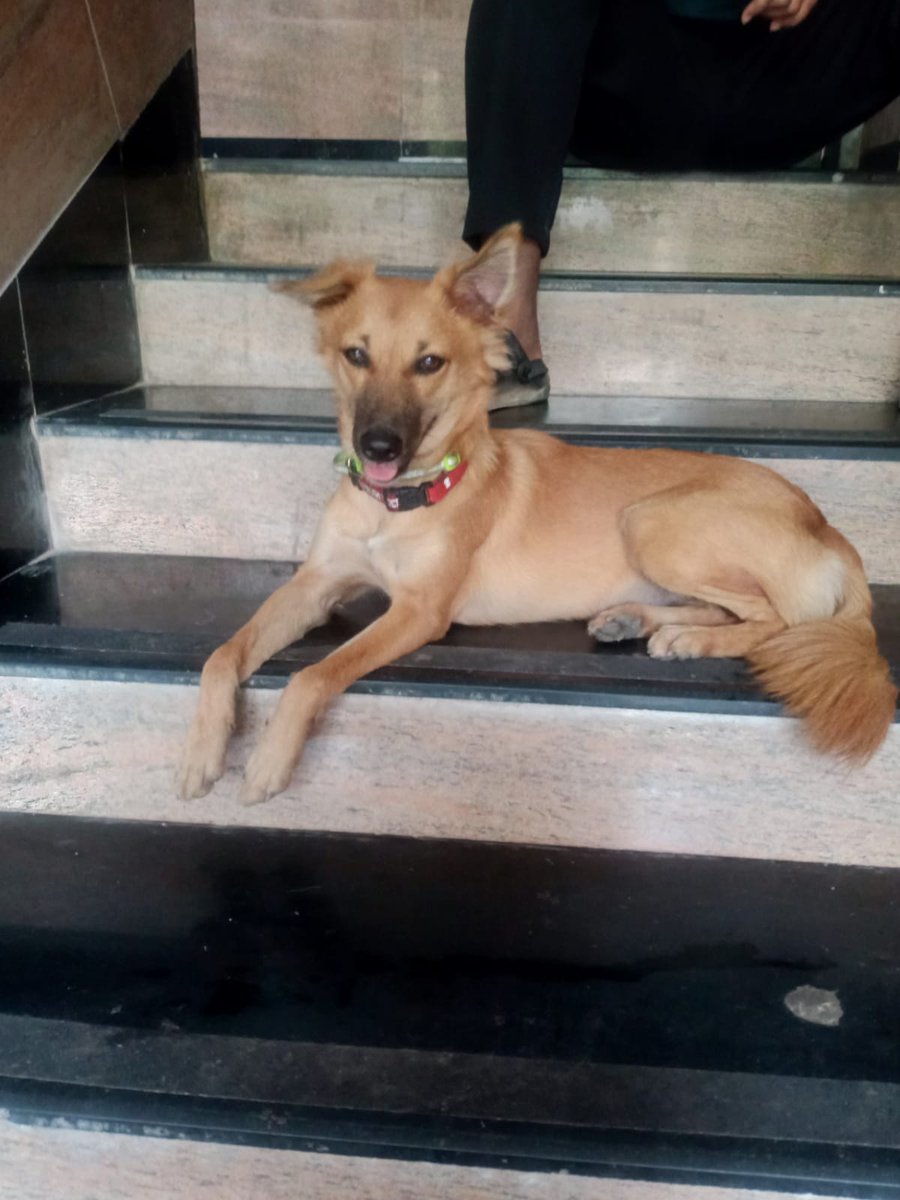 mitchellejc's tweet photo. Sweetu is a 9 month old mixed breed girl last seen at Palmspring Commercial Complex, Malad link road next to D-mart. She's very friendly and has been adopted by all the security and a few of us with offices here. This is her home. Help us find her #decathlonmalad https://t.co/mcmm3OMy0v