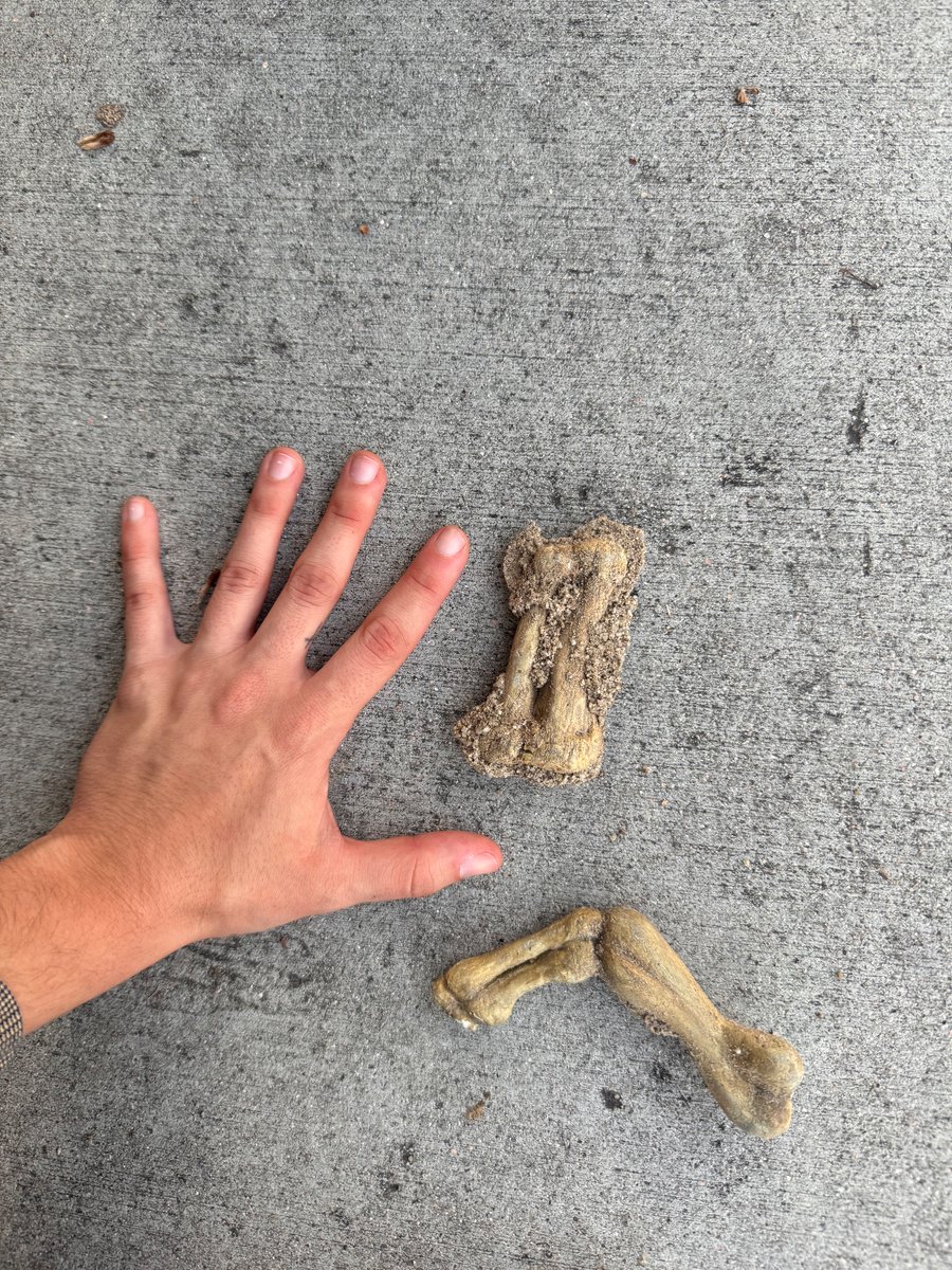 Can anyone tell what kind of bones these are just based on the pic? They’re really dirty and I didn’t wanna touch them, but I’m really hoping someone can tell me still!!