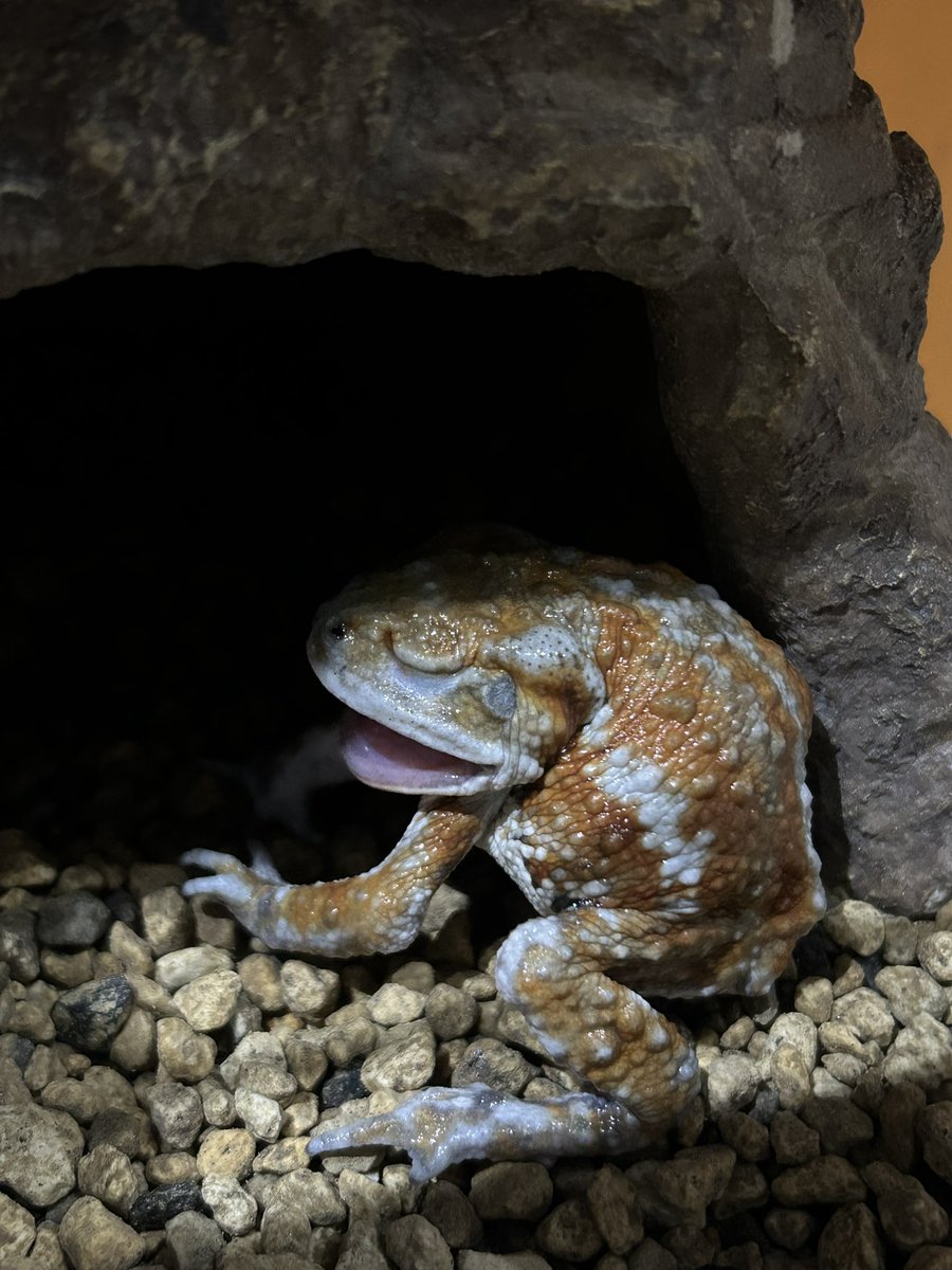 ﾌﾍｪｪｪ( ´Д`)y━･~~