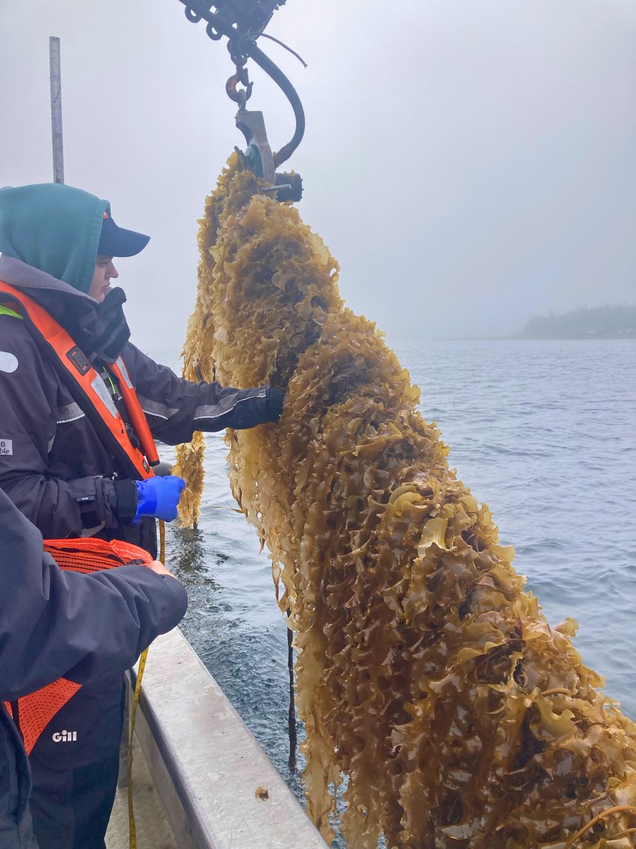 NSCC Research tweet media