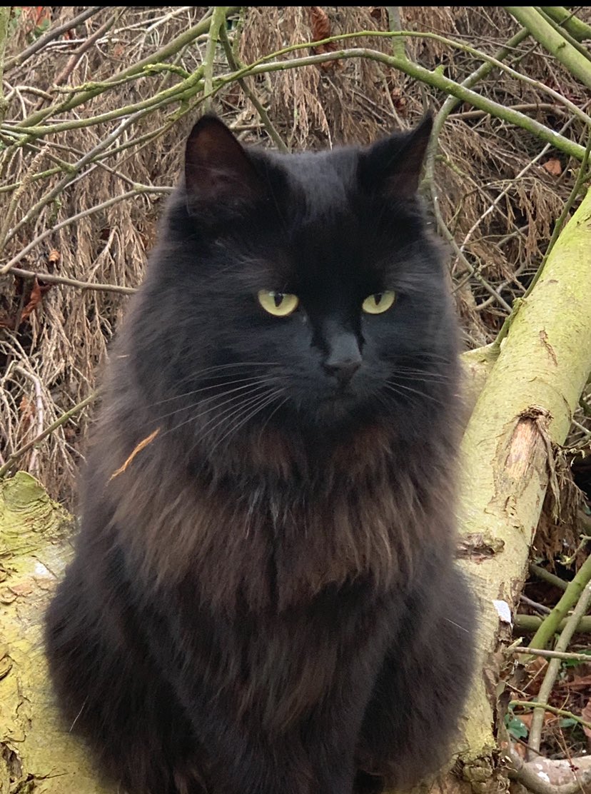 MissingPetsGB's tweet image. Maltby le Marsh Village #lincolnshire #LN13 area-

Timid rescue #cat NYROBI has been #missing 11 weeks

She's a half main coone, very timid, and is chipped and spayed.

Please has anyone been feeding her or seen her anywhere?
@Scotttaylor2902