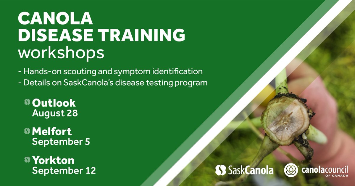 SaskOilseeds (@saskoilseeds) on Twitter photo The last Canola Disease Training workshop will be held this Thursday in Yorkton. Register to get expert tips on disease scouting & ID, and more info on SaskOilseeds' free disease testing program. See you there! saskcanola.com/upcoming-event…
#SaskAg #canola 🌾 The last Canola Disease Training workshop will be held this Thursday in Yorkton. Register to get expert tips on disease scouting & ID, and more info on SaskOilseeds' free disease testing program. See you there! saskcanola.com/upcoming-event…
#SaskAg #canola 🌾
