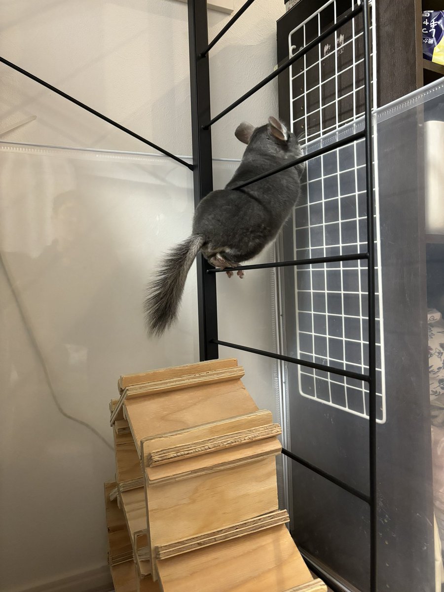 まめたろ まめたろー日記