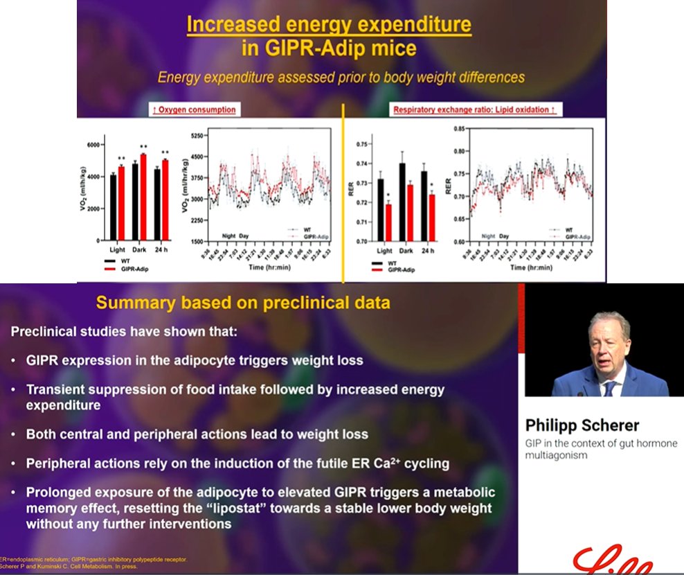 Exciting presentation by Professor Scherer #EASD2024 <a href="/EASDnews/">EASD</a>   Remarkable metabolic phenotypes of mice with transgenic overexpression of the GIPR in adipocytes that reverse experimental #obesity #weightloss