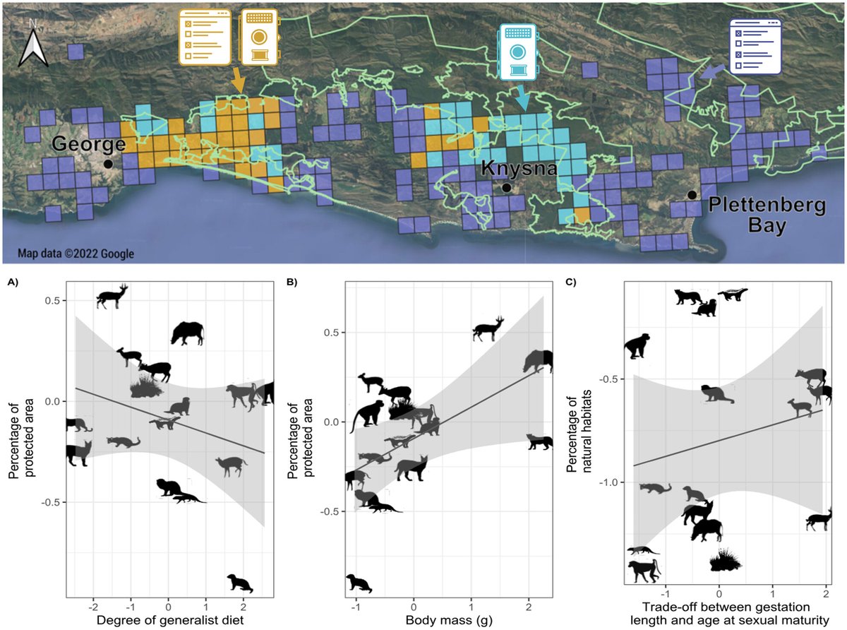 Combining local ecological knowledge with camera traps to assess the link between African mammal life-history traits &amp; their occurrence in anthropogenic landscapes 📸

Advocates for wisely combining methods to guide land-use planning 📊

🔗doi.org/10.1111/1365-2…