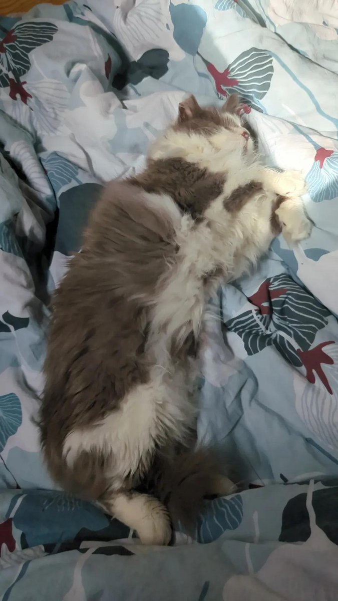 fafodill's tweet photo. It's Monday, I think we all deserve and need some fluffy support https://t.co/8XNeG8mpJy