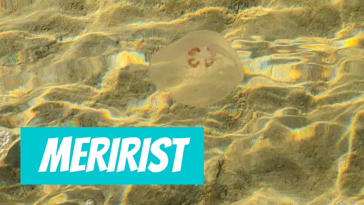 Meririst (Aurelia aurita; Common jellyfish) youtube.com/shorts/6hd6bYW…
 
🎥 Romet Loodus
📍#Eesti, #Harju maakond, #Tallinn
🕐 2024-08-29

#Meririst #Aureliaaurita #Commonjellyfish #millimallikas #meduus