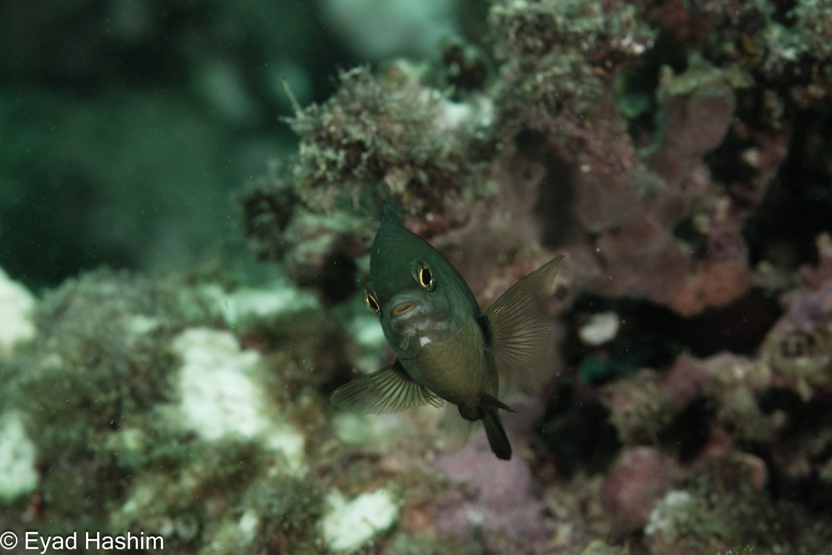 EyadHashim1's tweet photo. ■ Red Sea 
● Nikon
● micro105mm 
06-09-2024
#تصوري_من_بيئتي 
● لا تلمس لا تغير موقع الكائن صور على طبيعته  .
@Lightroom 
@VisualsbySauter
@Panorama
@PanoPhotos
#scuba #padi 
#gi_Saudi
#underwater_world_photography 
#nikonphotography 
#saudicoralreefs
#National_Geographic https://t.co/ESPFUpAcqI