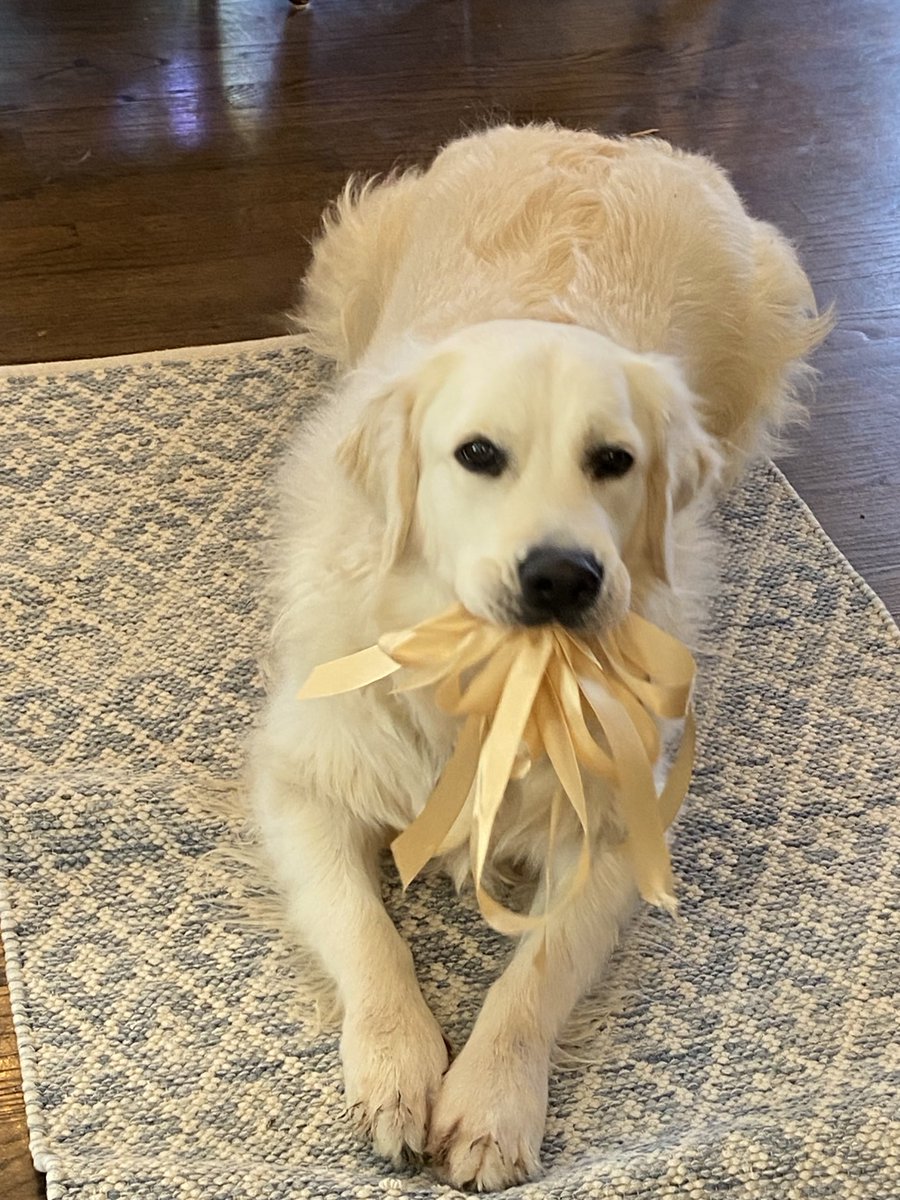 maison_d_ami's tweet photo. if they come and try to eat my #retriver ... we'll see who gets eaten first 🤣 https://t.co/N8BoMZz6Mm