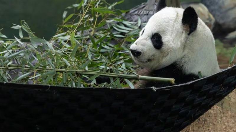 GAFollowers's tweet photo. Yang Yang at Zoo Atlanta is turning 27 today! He will get to enjoy a birthday celebration with some his favorite treats. 🎉 https://t.co/mB6JZnUvmN