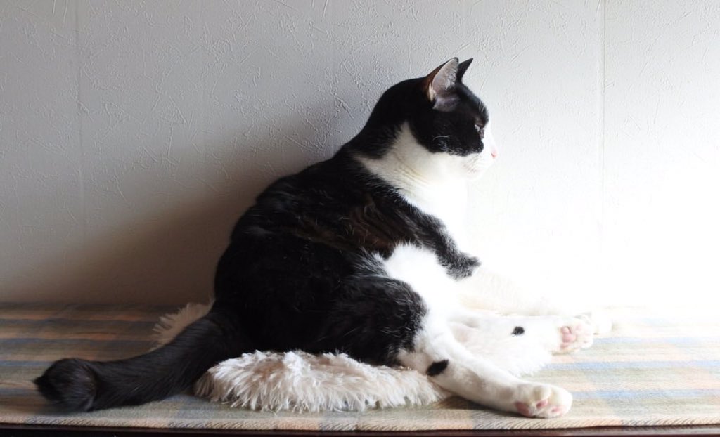 Goose (@goose52611) on Twitter photo 