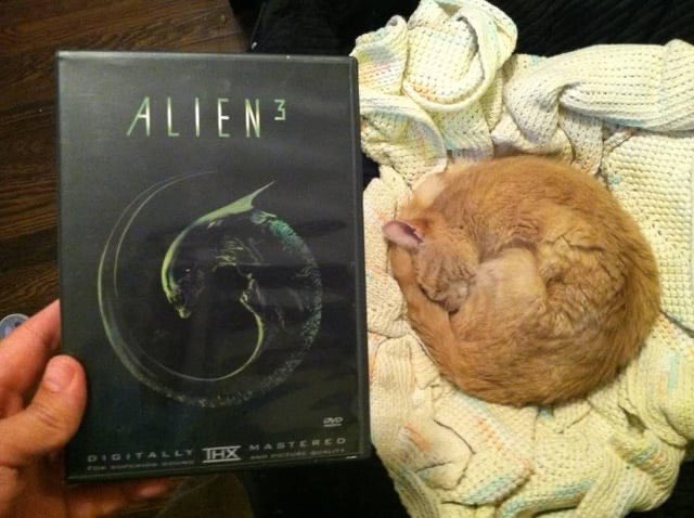 creepydotorg's tweet photo. The perfect organism 🐈 https://t.co/d7nE8vWgdz