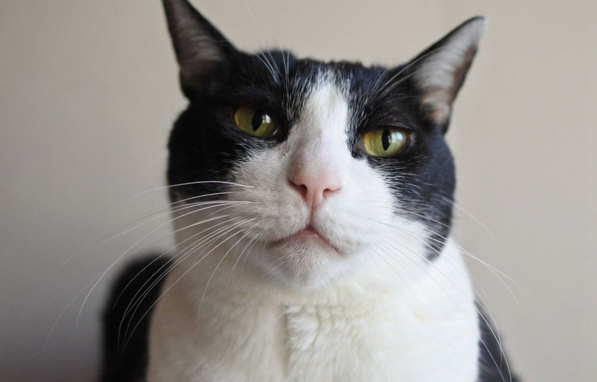 Goose (@goose52611) on Twitter photo 