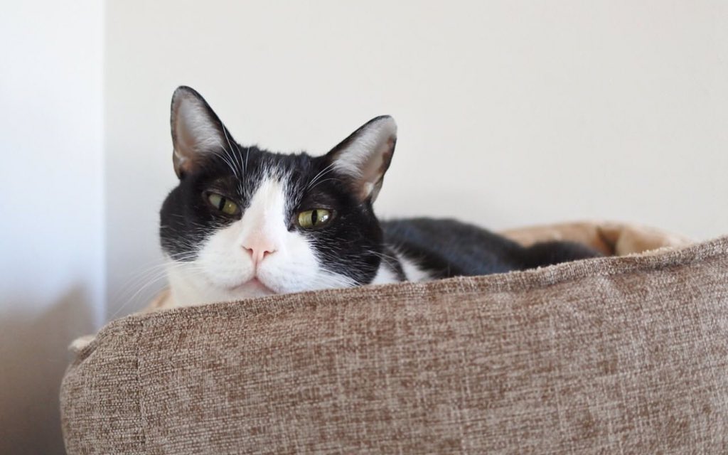 Goose (@goose52611) on Twitter photo 