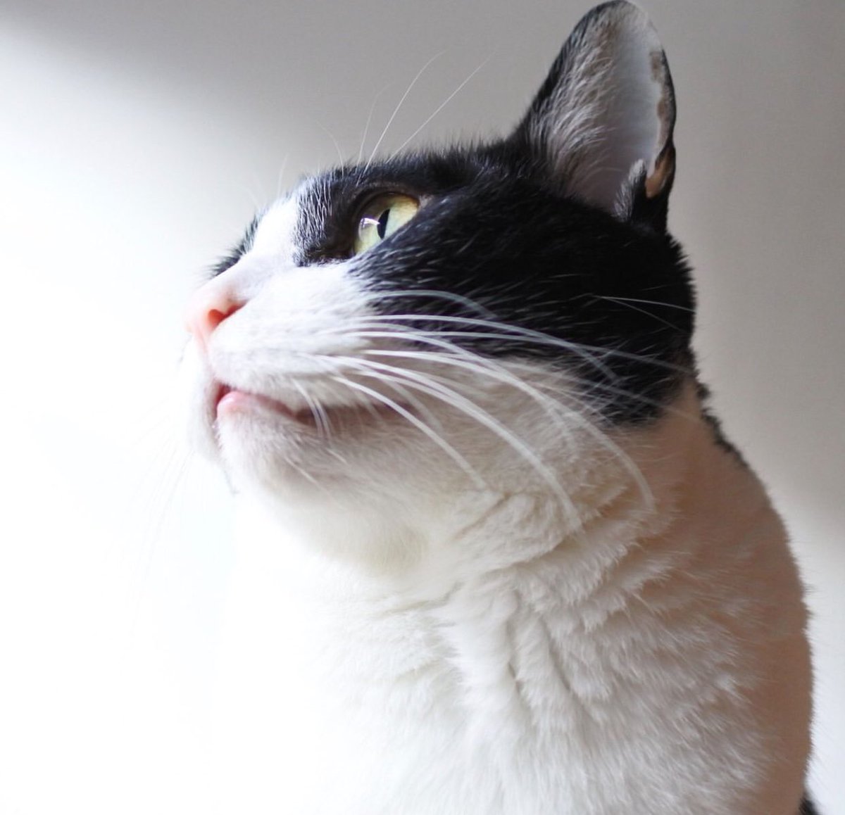 Goose (@goose52611) on Twitter photo 