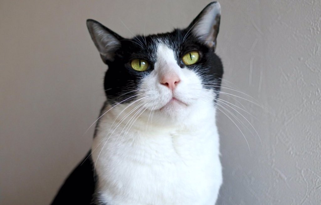 Goose (@goose52611) on Twitter photo 