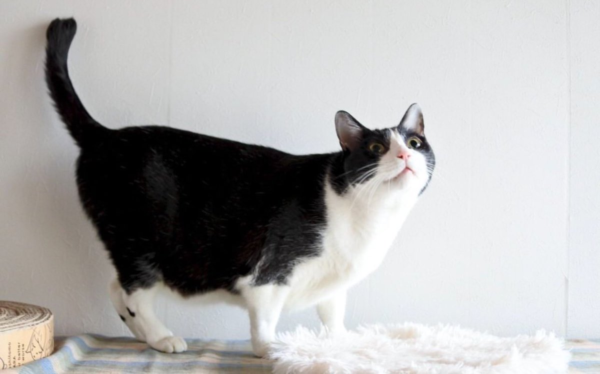 Goose (@goose52611) on Twitter photo 