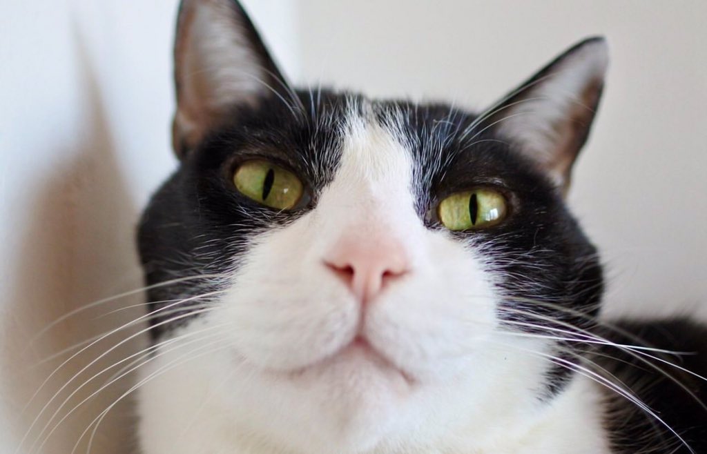 Goose (@goose52611) on Twitter photo 