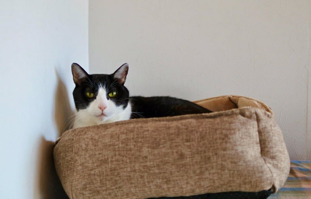 Goose (@goose52611) on Twitter photo 