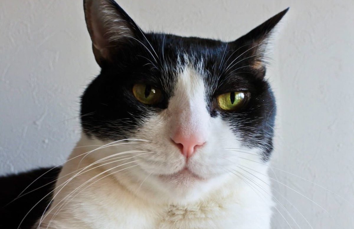 Goose (@goose52611) on Twitter photo 