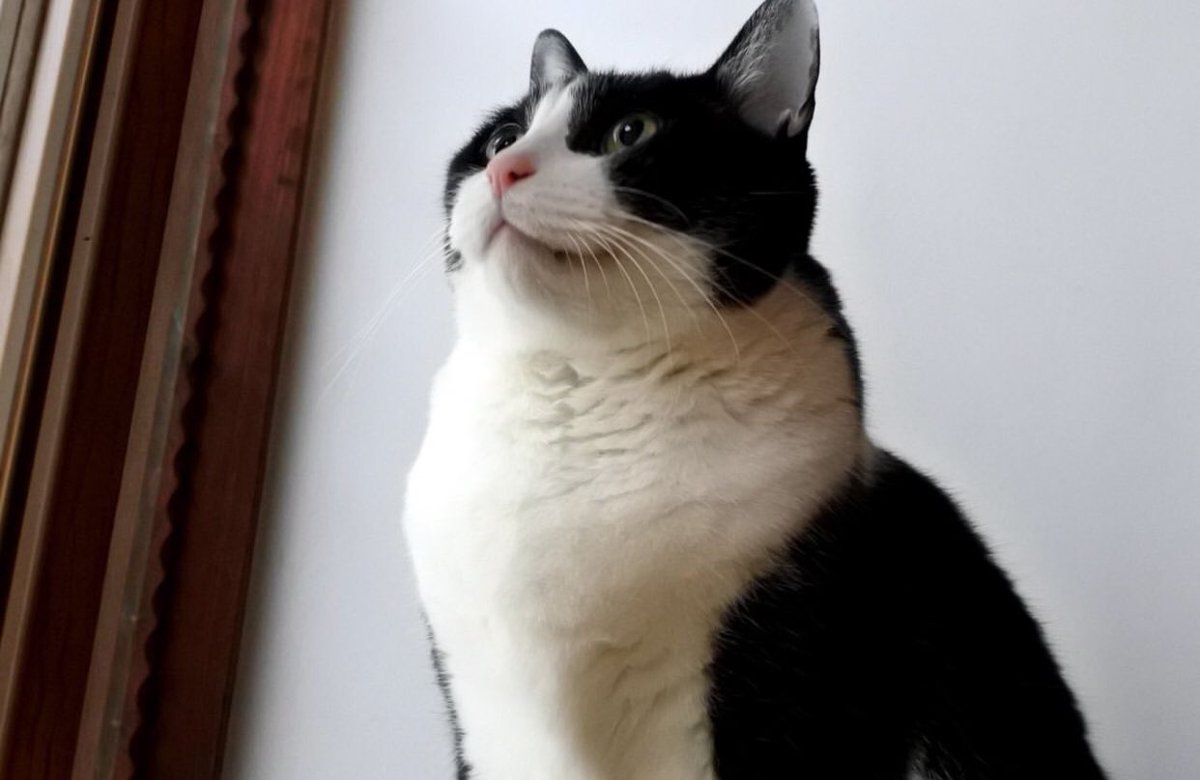 Goose (@goose52611) on Twitter photo 