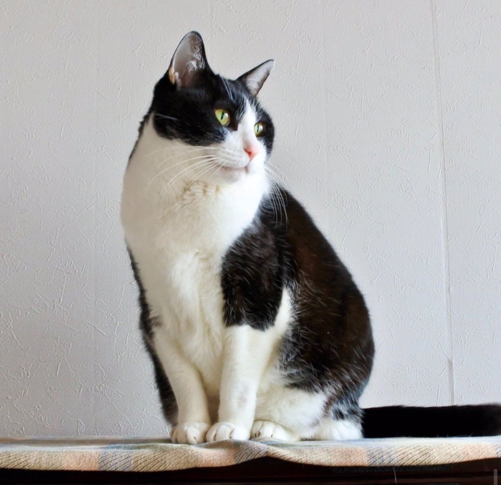 Goose (@goose52611) on Twitter photo 