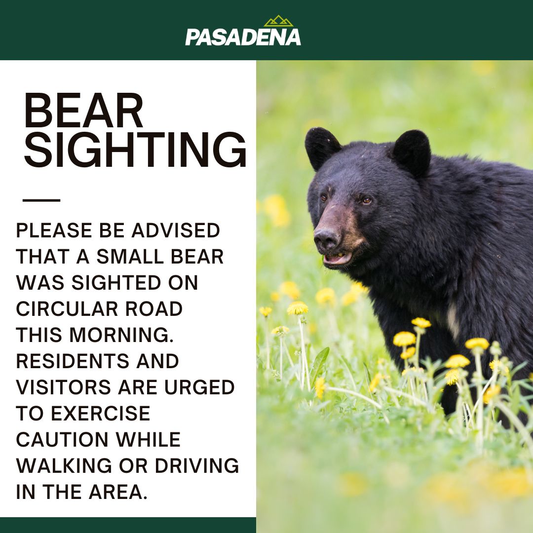 Please be advised that a small bear was sighted on Circular Road this morning. Residents and visitors are urged to exercise caution while walking or driving in the area.
If you have any additional sightings or concerns, please contact local wildlife authorities immediately.