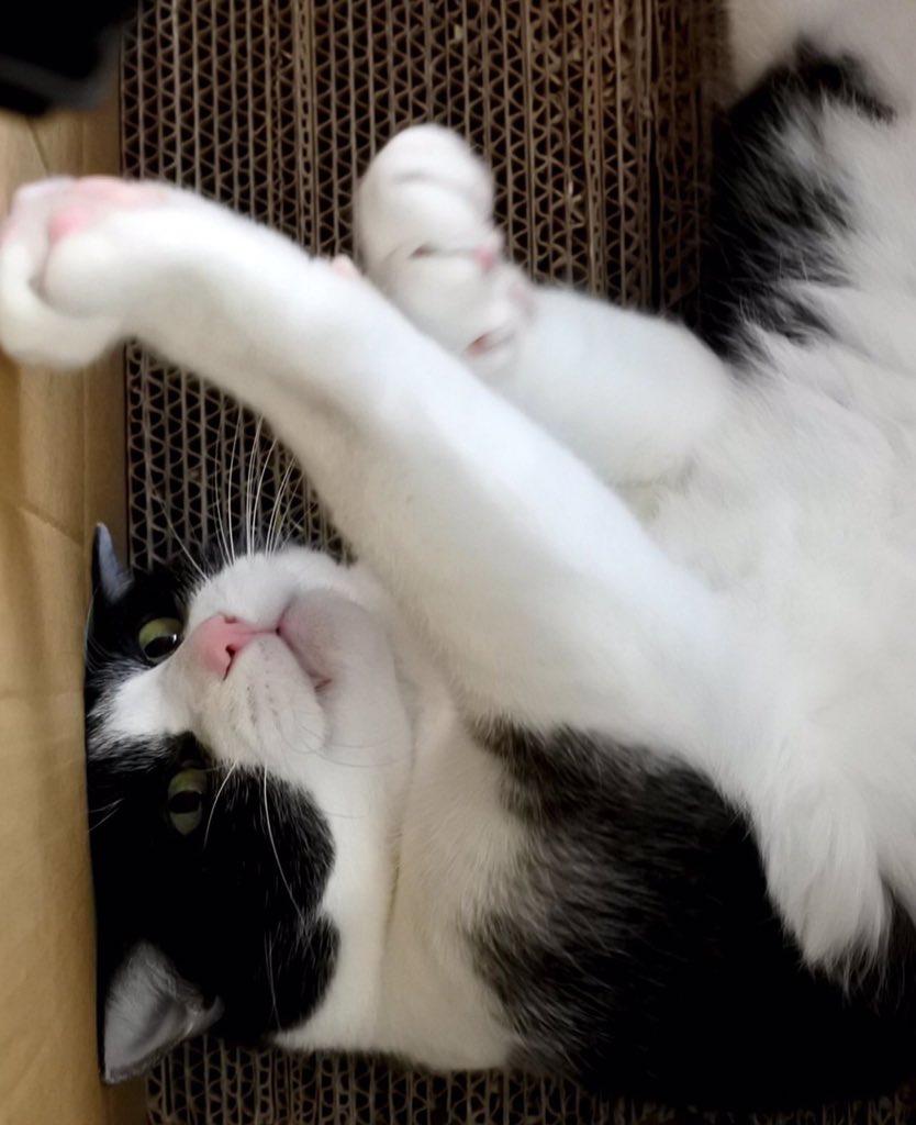 Goose (@goose52611) on Twitter photo 