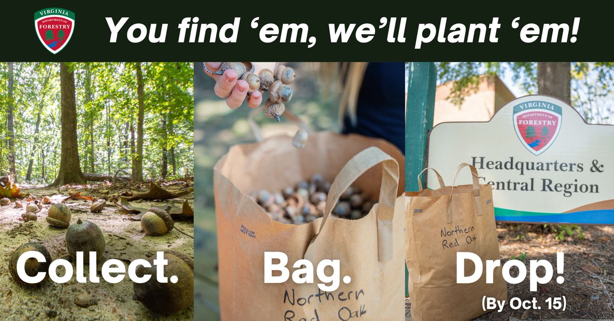 Our annual acorn and nut collection is on! 🌰🔍🌳   From now 'til Oct. 15, collect acorns, walnuts and chestnuts and drop them off at any DOF office. We'll then plant and grow them at our nurseries for reforestation projects across Virginia. Learn more: ow.ly/YwCE50Tgvq7