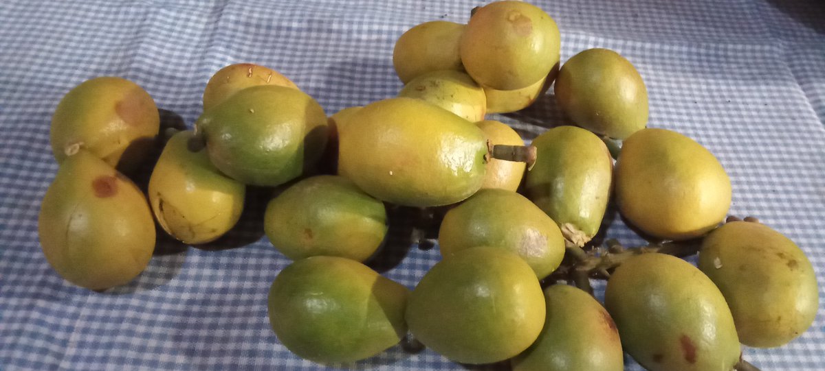 𝔻𝔸𝕄𝔸ℝ 𝕃𝔸ℕ𝔾𝕀𝕋 (@aank_rockabilly) on Twitter photo 