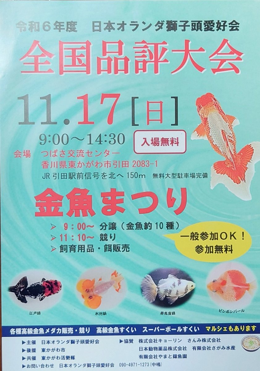 kn303281's tweet photo. 日本オランダ獅子頭愛好会全国品評大会のチラシが出来上がってきました。
今年も２００匹を上回る出品を期待しています。
また、金魚まつりは日本オランダ獅子頭をはじめ各種金魚（１０種類以上）の販売や競りを行います。
毎年、全国からお越し頂いています。
９時から分譲開始です。 https://t.co/Leifli640V