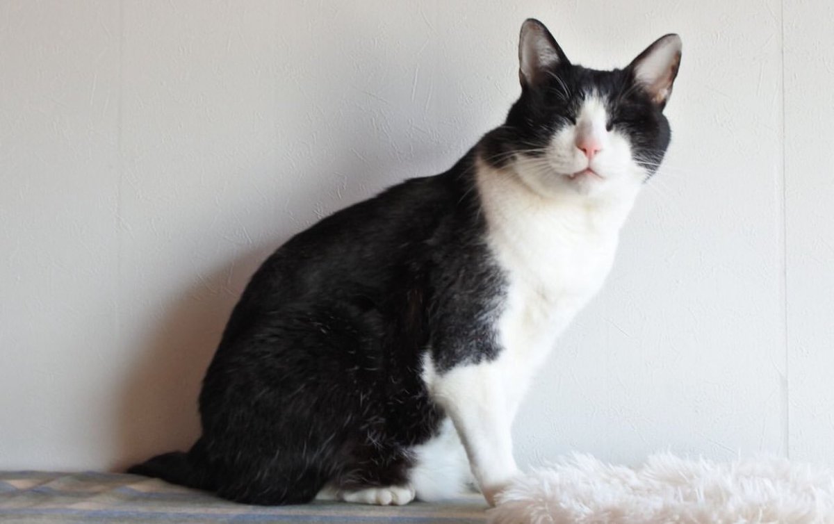 Goose (@goose52611) on Twitter photo 