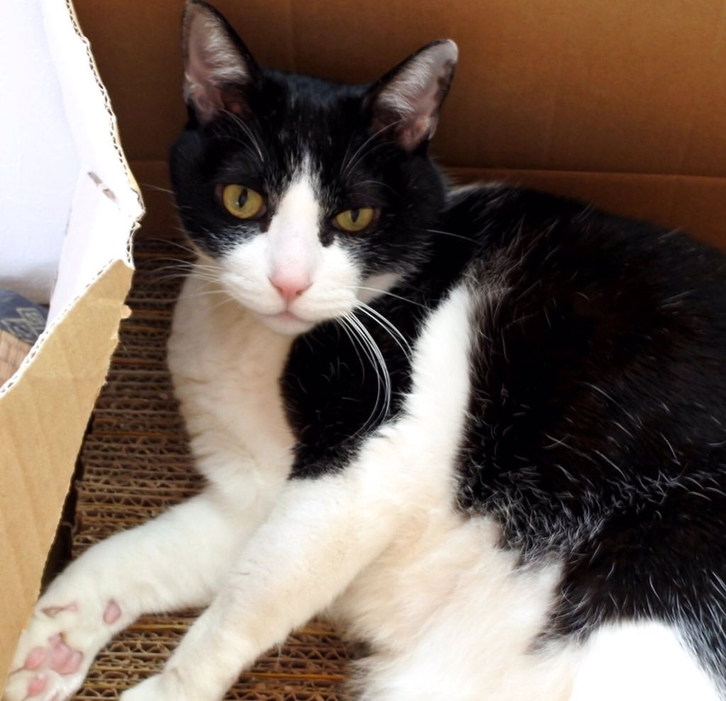 Goose (@goose52611) on Twitter photo 