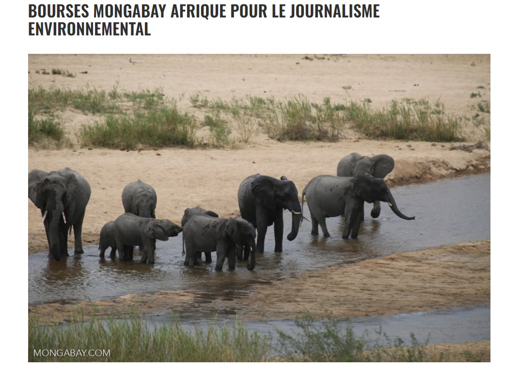 gijnAfrique's tweet photo. #Opportunité

Vous résidez au Cameroun, Gabon, Chad, en République du Congo, République Centrafricaine ou en République Démocratique du Congo ?

Postulez au programme de bourses Mongabay Afrique pour le journalisme environnemental.

Délai : 16/09 👇🏽

https://t.co/o1ApXIe7Z9 https://t.co/xehifLnxKN