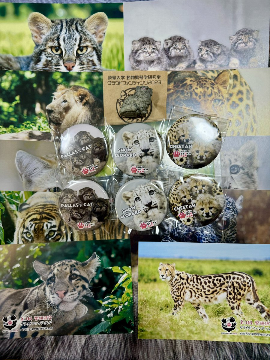 支援したクラウドファンディングの返礼品が届きました。
ポストカード、缶バッジ、マヌルネコストラップとても嬉しいです。

岐阜大学動物繁殖学研究室の皆さま！
ありがとうございます！
これからも頑張ってください！