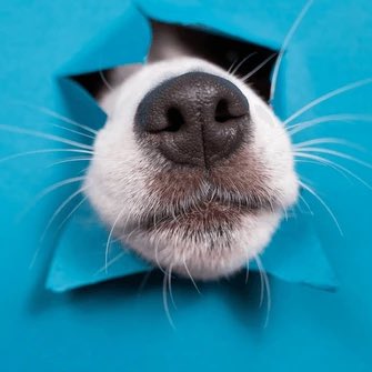 InformeCachorro's tweet photo. #NuevaFotoDePerfil https://t.co/Gye20kdybf